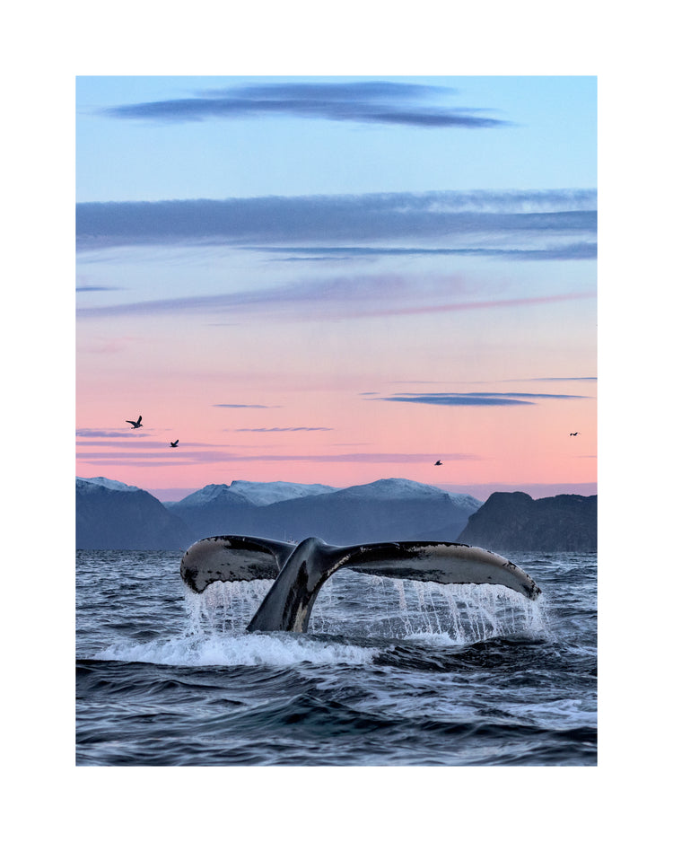 A whale tale protruding from the water’s surface in a beautiful sunset landscape.