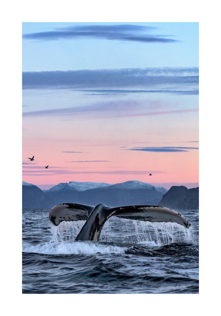 A whale tale protruding from the water’s surface in a beautiful sunset landscape.