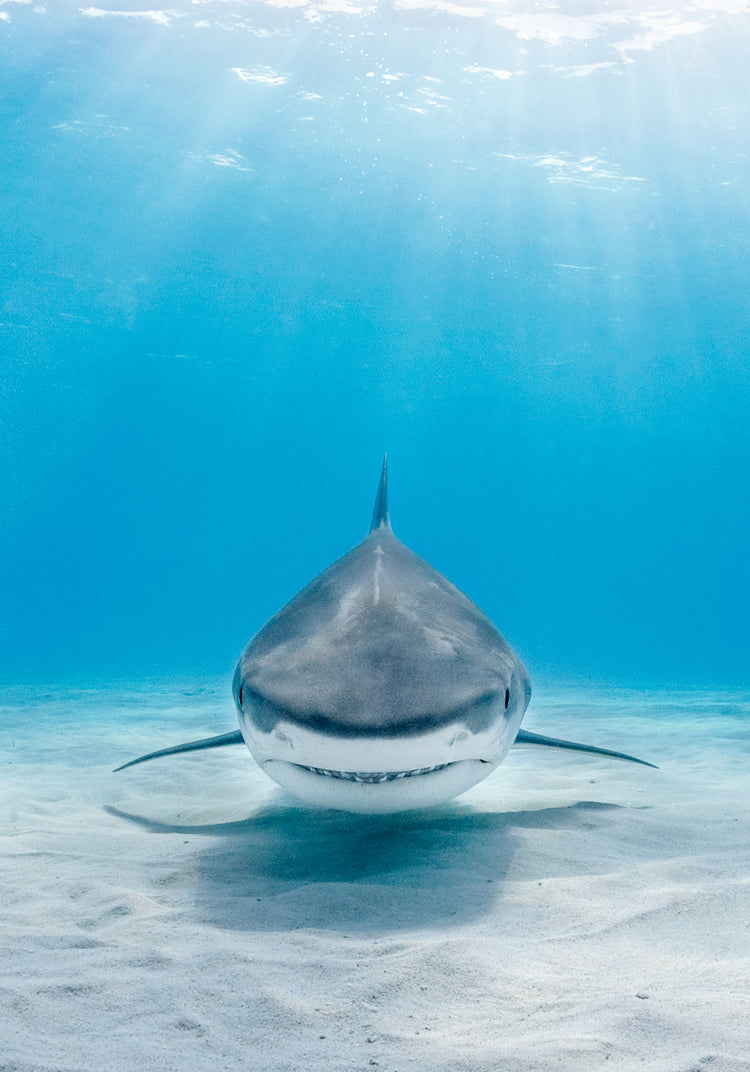 Reef shark floating above a white sand bottom in a deep blue sea.