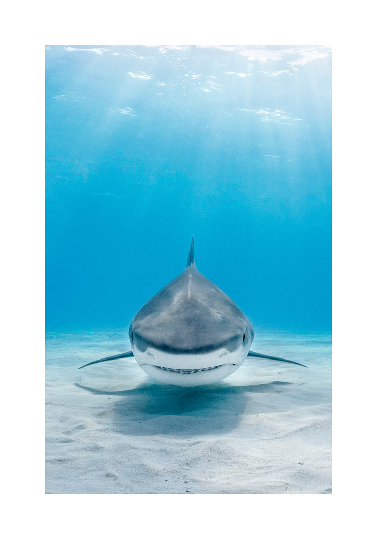 Reef shark floating above a white sand bottom in a deep blue sea.