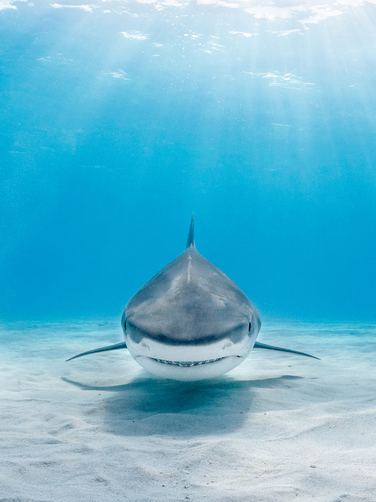 Reef shark floating above a white sand bottom in a deep blue sea.