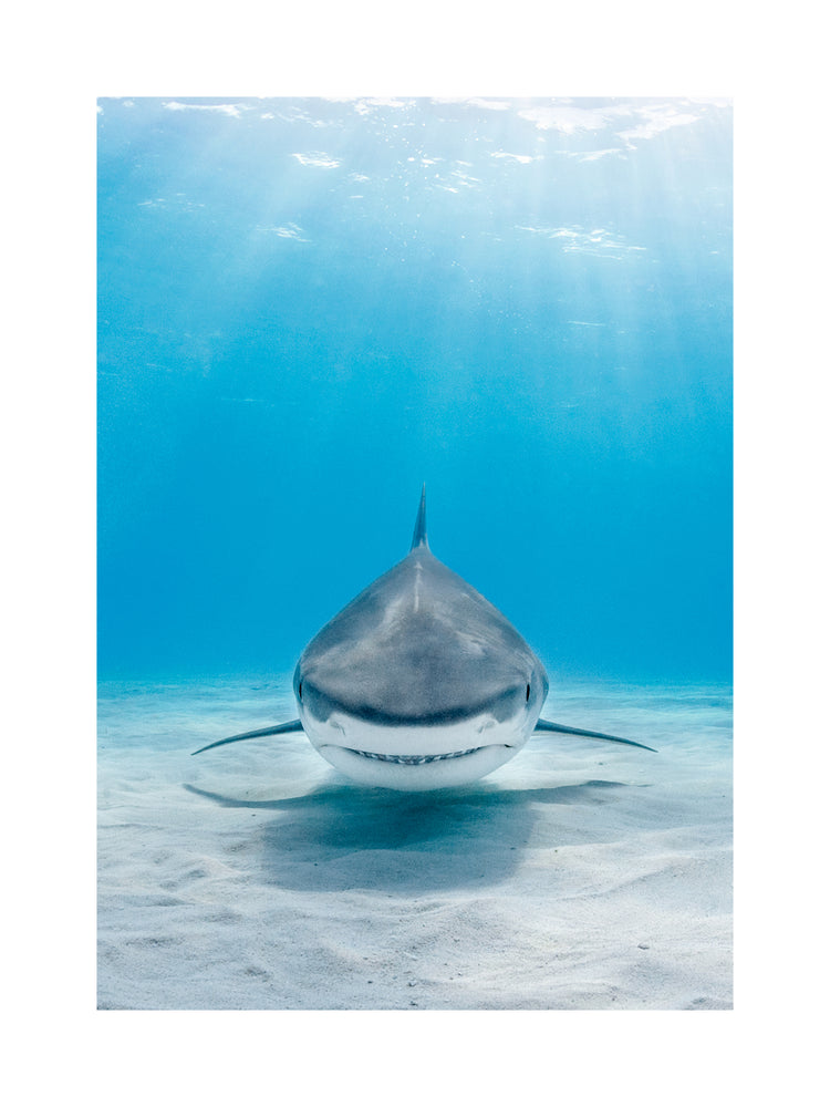 Reef shark floating above a white sand bottom in a deep blue sea.
