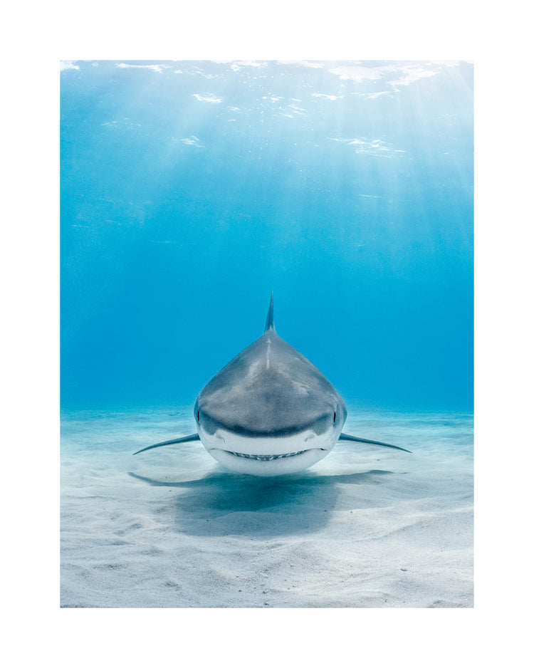 Reef shark floating above a white sand bottom in a deep blue sea.