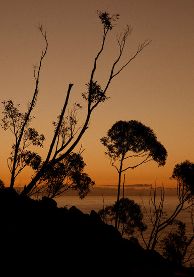 Sunset or sunrise beyond a cliff with black trees silhouetted against the sky.