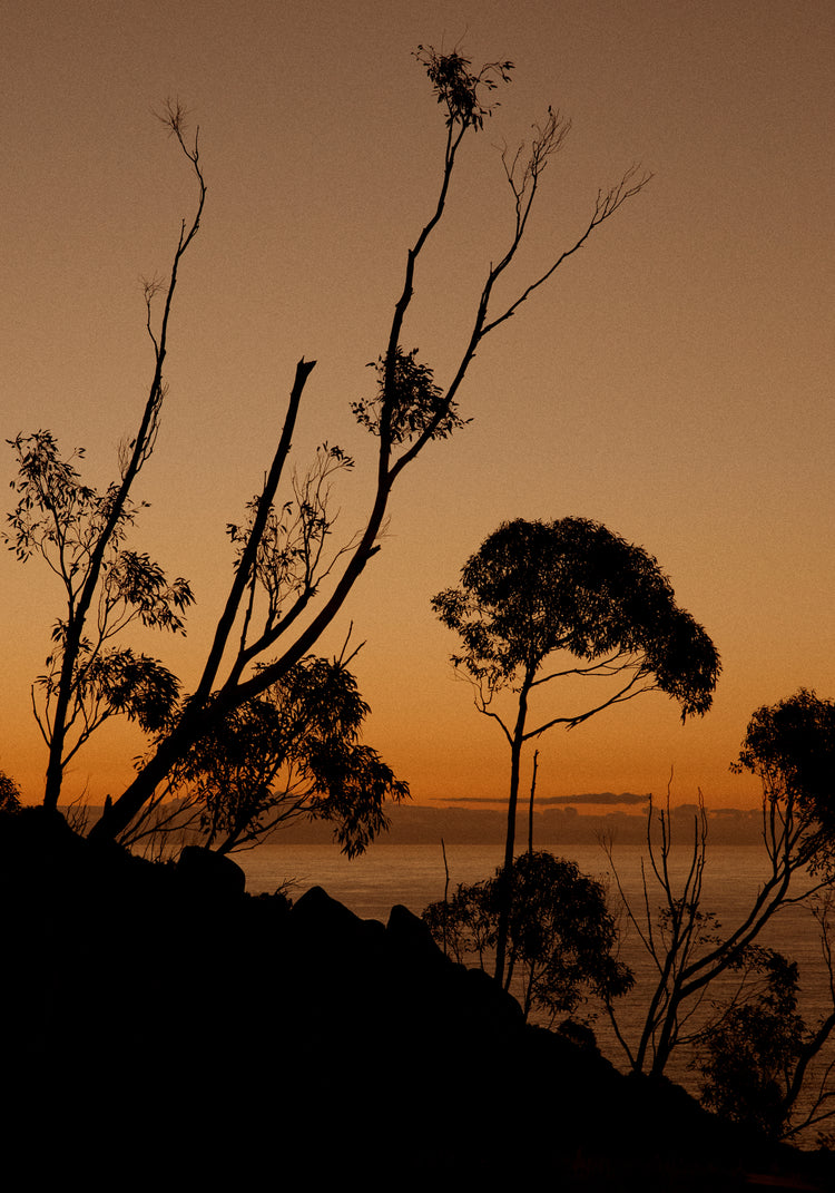 Sunset or sunrise beyond a cliff with black trees silhouetted against the sky.