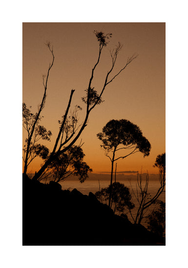 Sunset or sunrise beyond a cliff with black trees silhouetted against the sky.