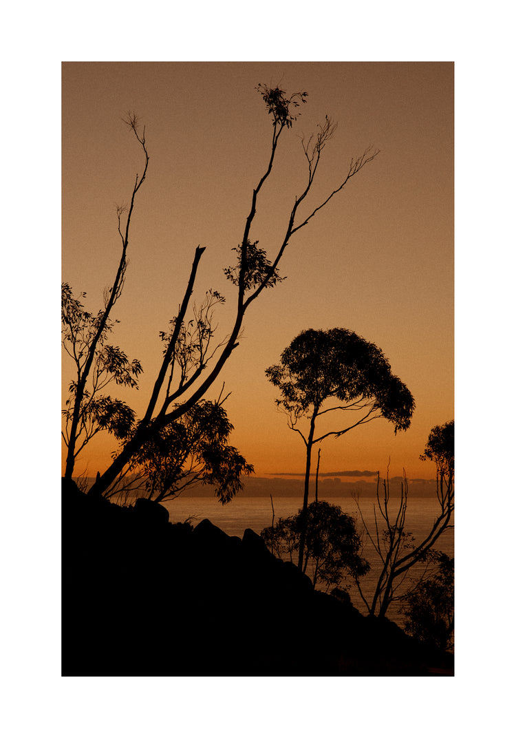 Sunset or sunrise beyond a cliff with black trees silhouetted against the sky.