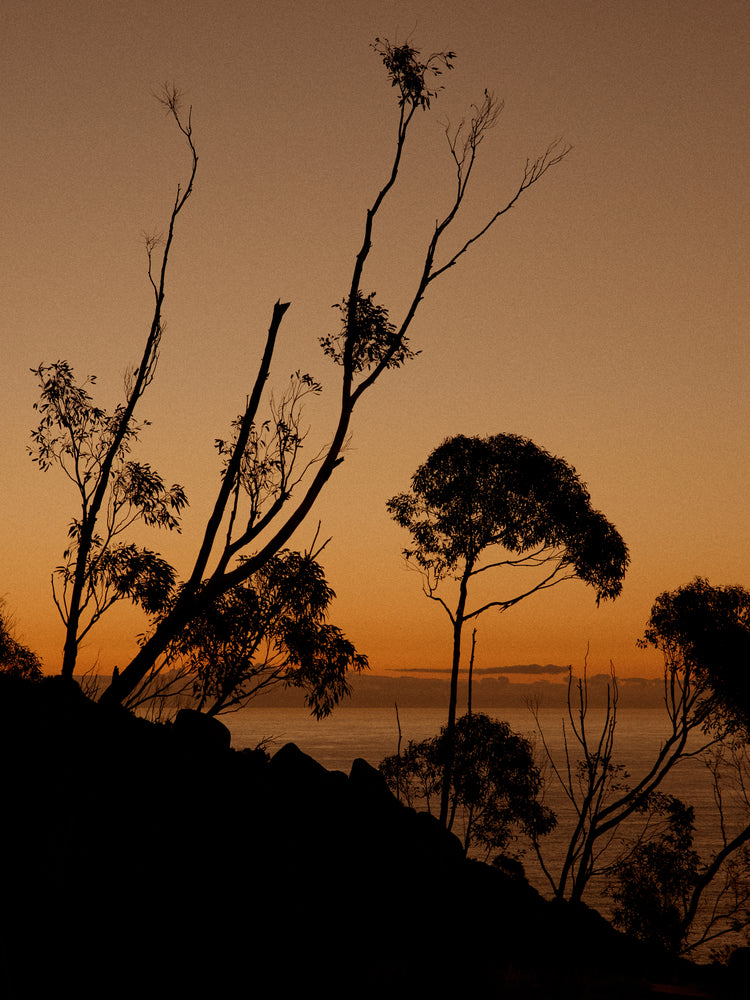 Sunset or sunrise beyond a cliff with black trees silhouetted against the sky.