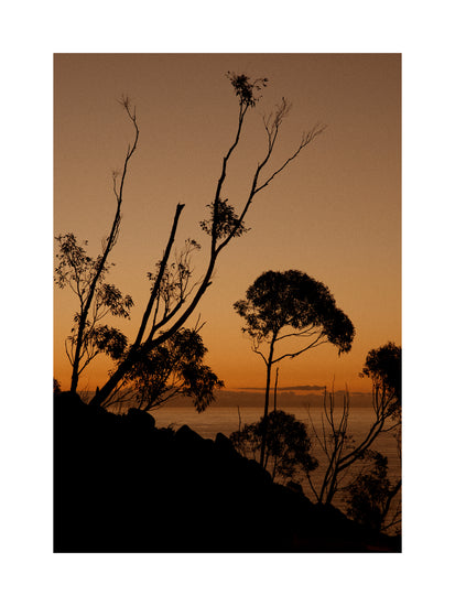 Sunset or sunrise beyond a cliff with black trees silhouetted against the sky.