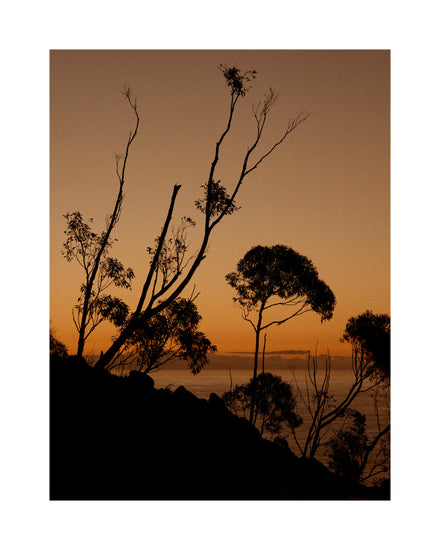 Sunset or sunrise beyond a cliff with black trees silhouetted against the sky.