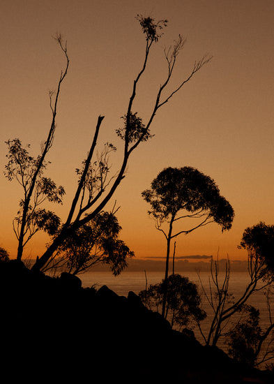 Sunset or sunrise beyond a cliff with black trees silhouetted against the sky.