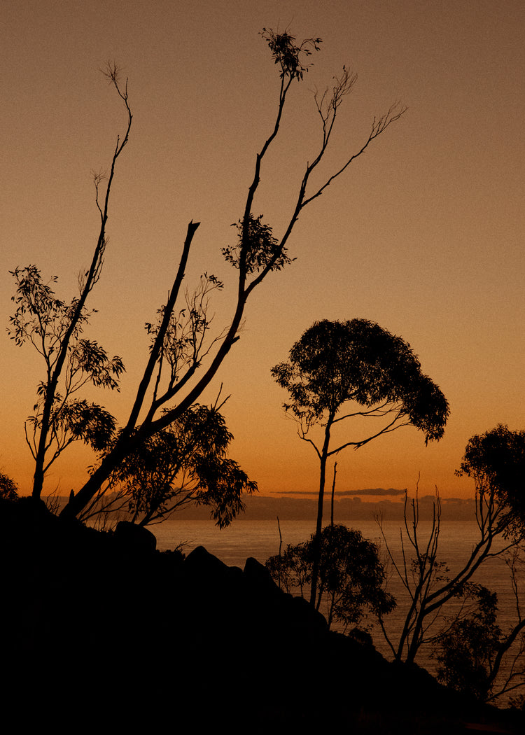 Sunset or sunrise beyond a cliff with black trees silhouetted against the sky.