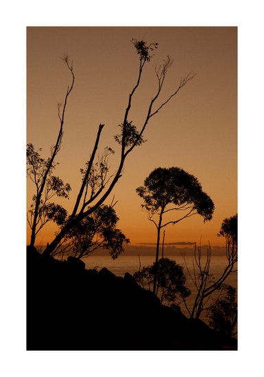 Sunset or sunrise beyond a cliff with black trees silhouetted against the sky.