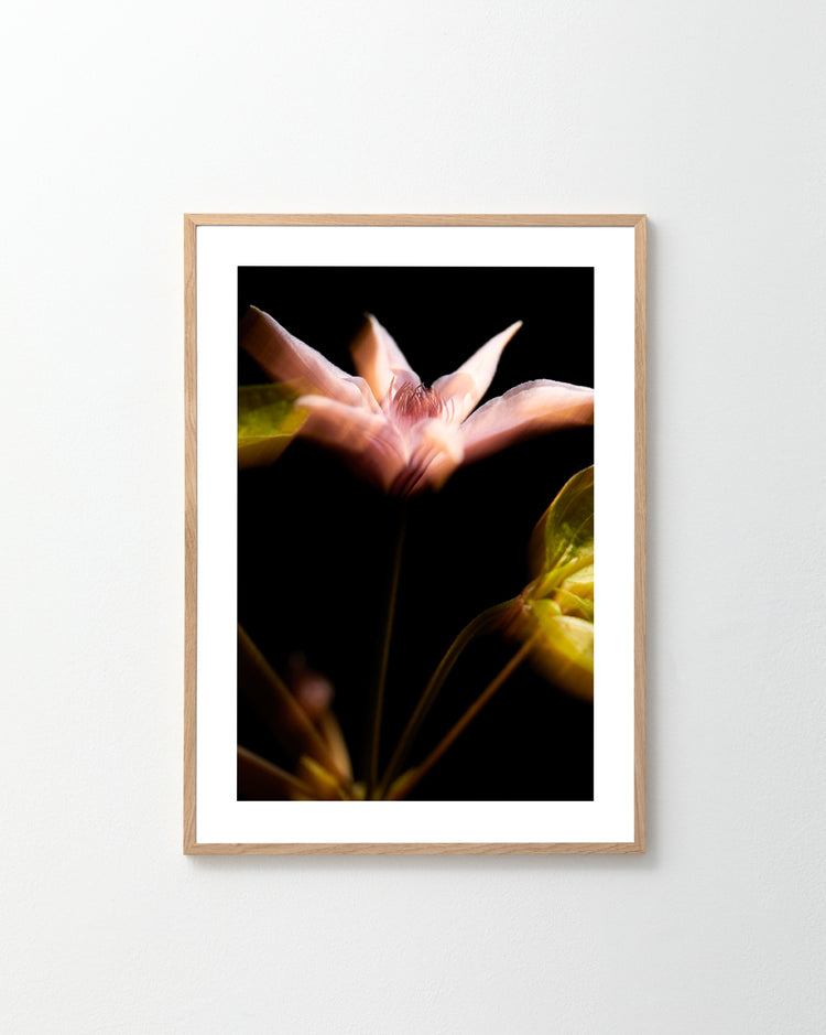 If Monet Had a Camera I Poster features a pink flower captured with classic French allure, softly lit against a dark backdrop. The focused bloom contrasts with blurred surroundings for a dreamy effect. Its light wood frame complements any product shoot perfectly.