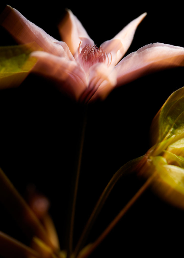 Blurry outlines of a pink flower with green leaves.