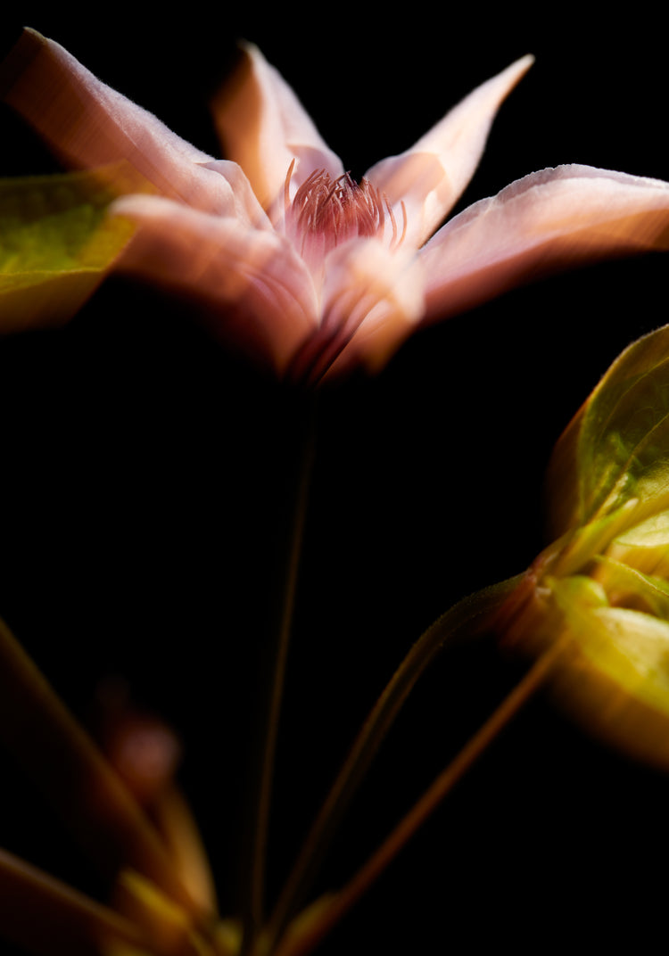 Blurry outlines of a pink flower with green leaves.