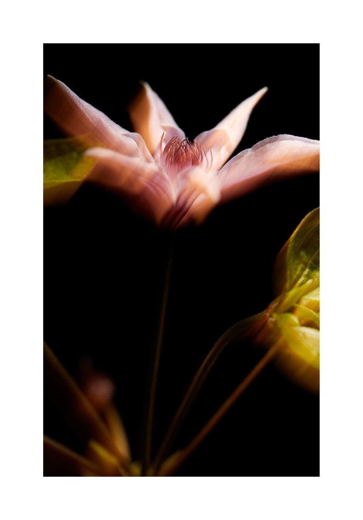 Blurry outlines of a pink flower with green leaves.
