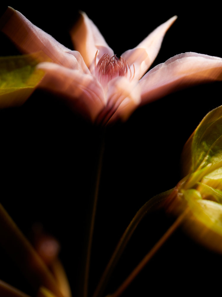 Blurry outlines of a pink flower with green leaves.