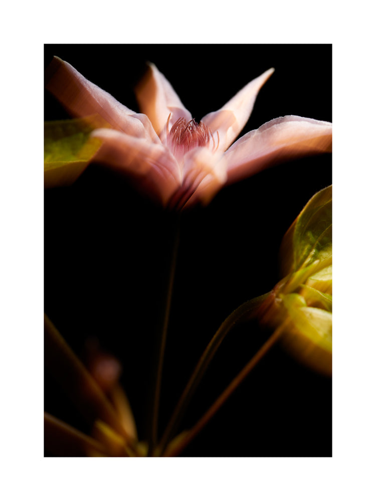Blurry outlines of a pink flower with green leaves.