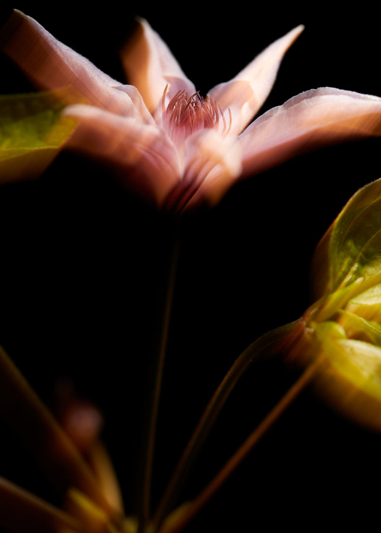 Blurry outlines of a pink flower with green leaves.
