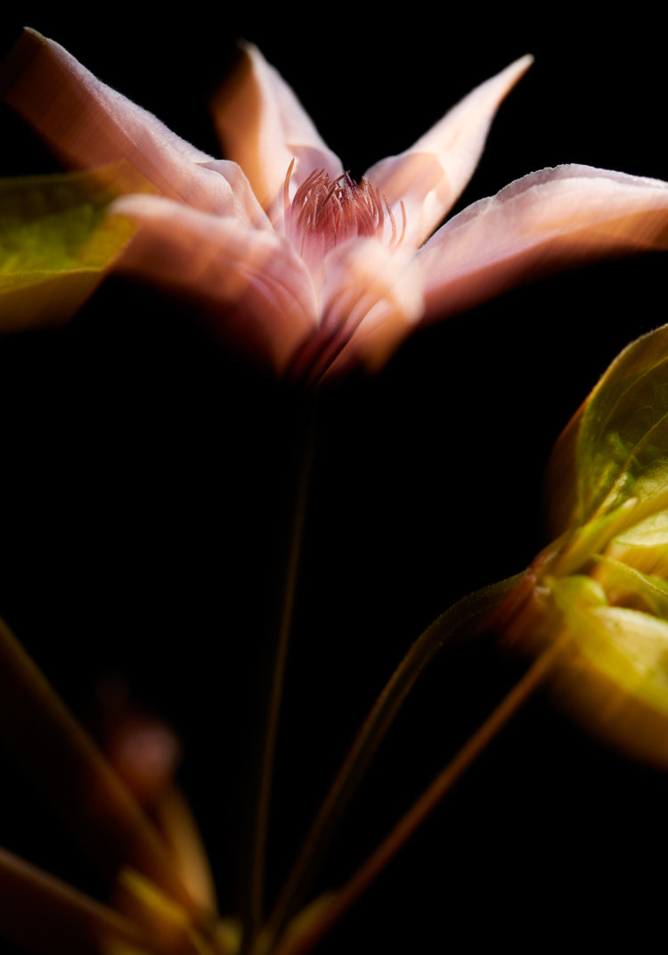 Blurry outlines of a pink flower with green leaves.
