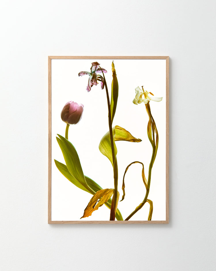 The Generations Poster displays three wilting flowers in pink and white shades against a plain white background, capturing varying stages of decay in a delicate and artistic arrangement.