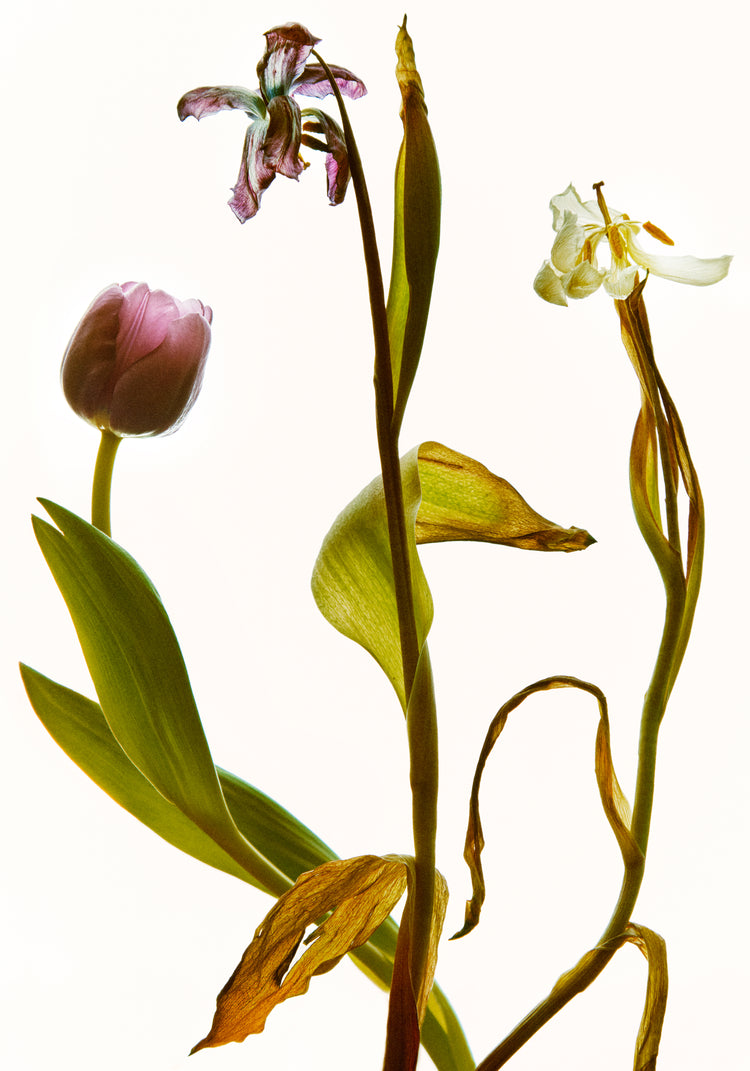 Three tulips in line going from full bloom to withered to completely dry.