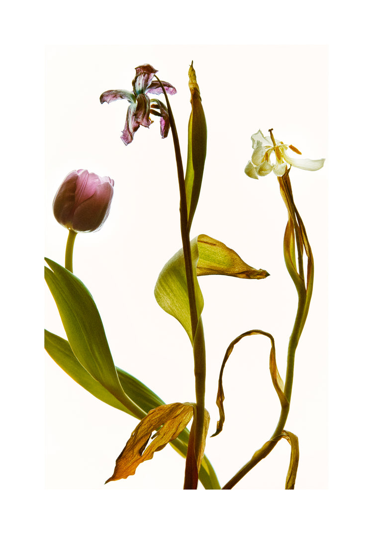 Three tulips in line going from full bloom to withered to completely dry.