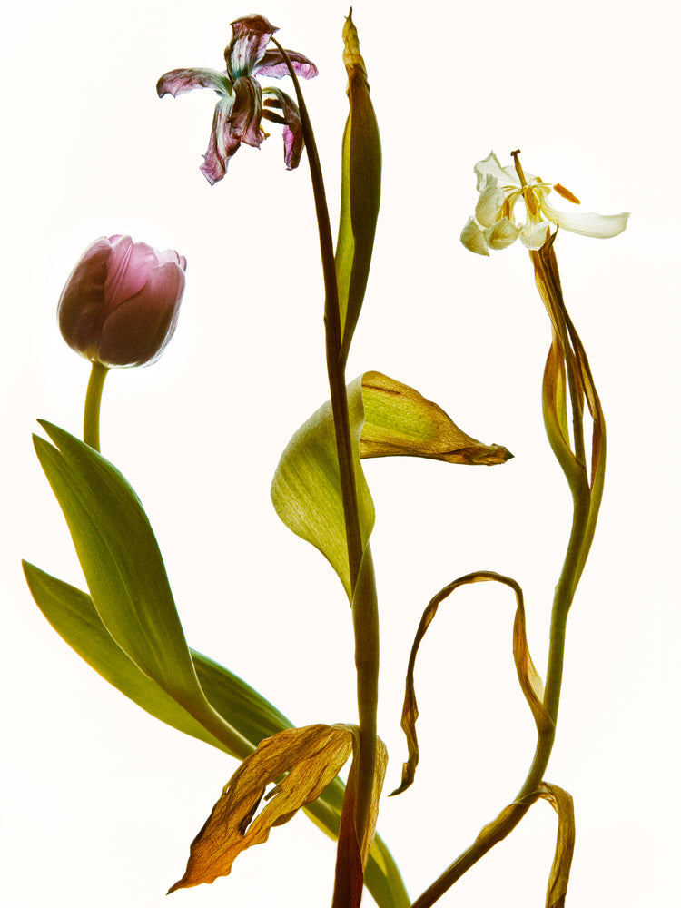 Three tulips in line going from full bloom to withered to completely dry.