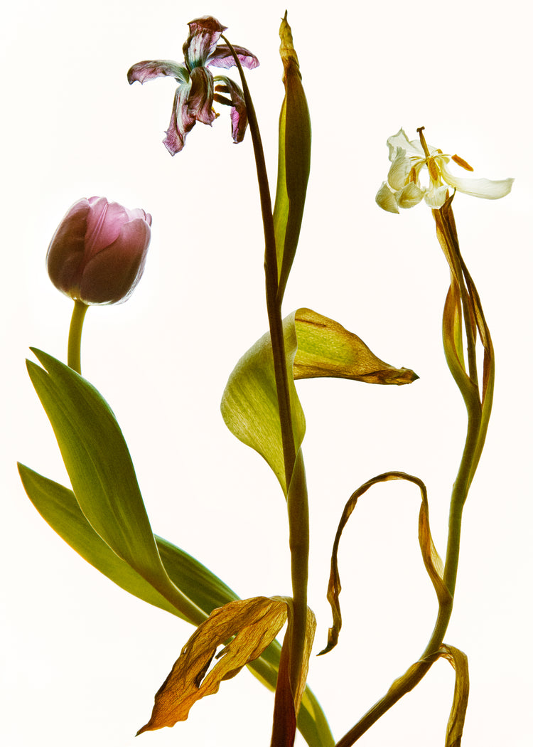 Three tulips in line going from full bloom to withered to completely dry.