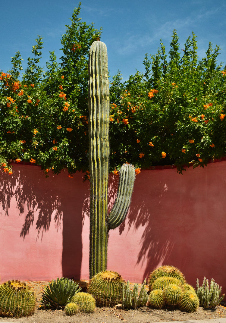 Palm Springs Cacti Garden Poster