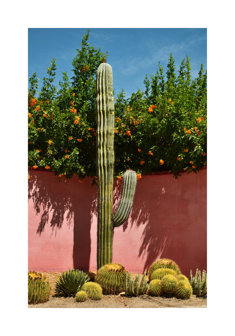 Palm Springs Cacti Garden Poster