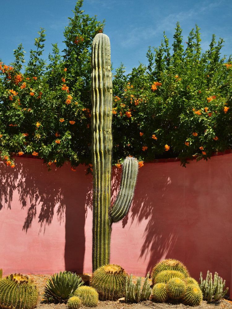 Palm Springs Cacti Garden Poster