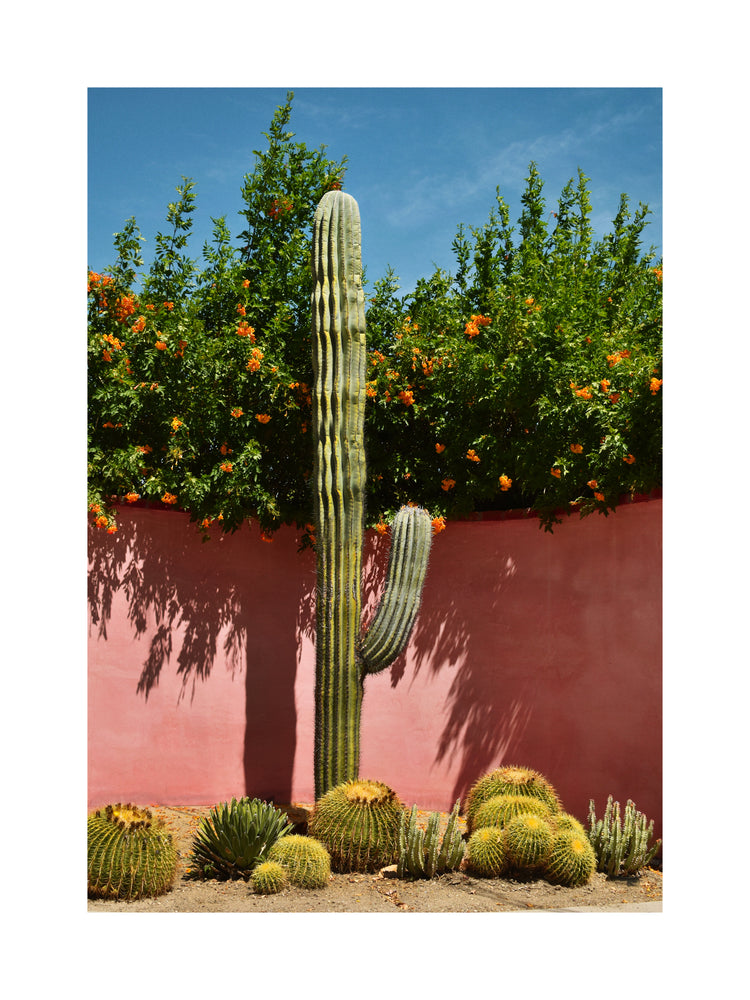 Palm Springs Cacti Garden Poster