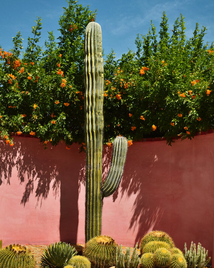 Palm Springs Cacti Garden Poster