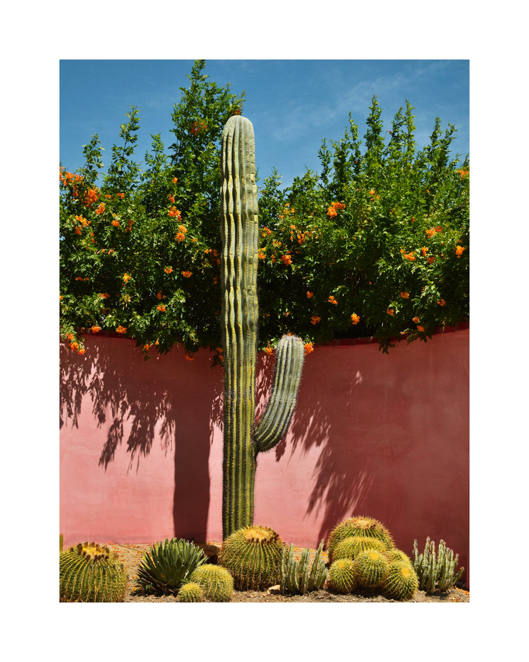 Palm Springs Cacti Garden Poster