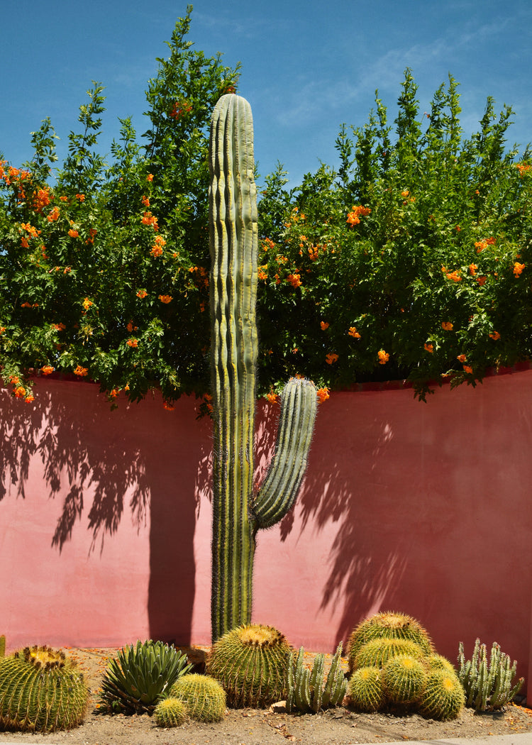 Palm Springs Cacti Garden Poster