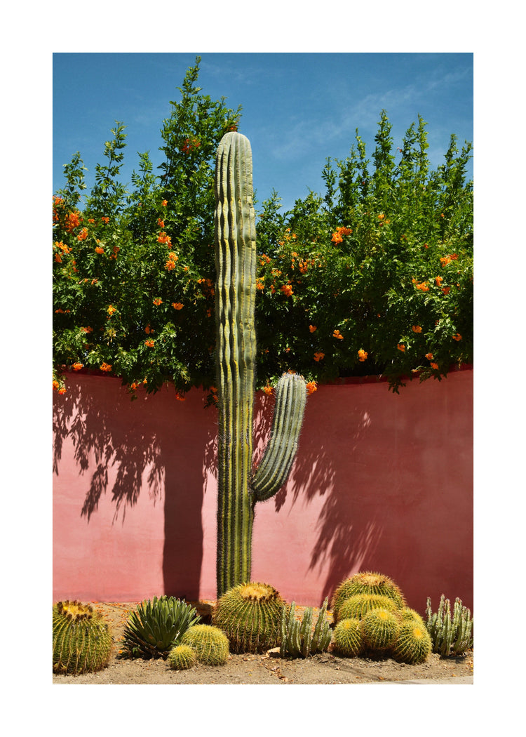 Palm Springs Cacti Garden Poster