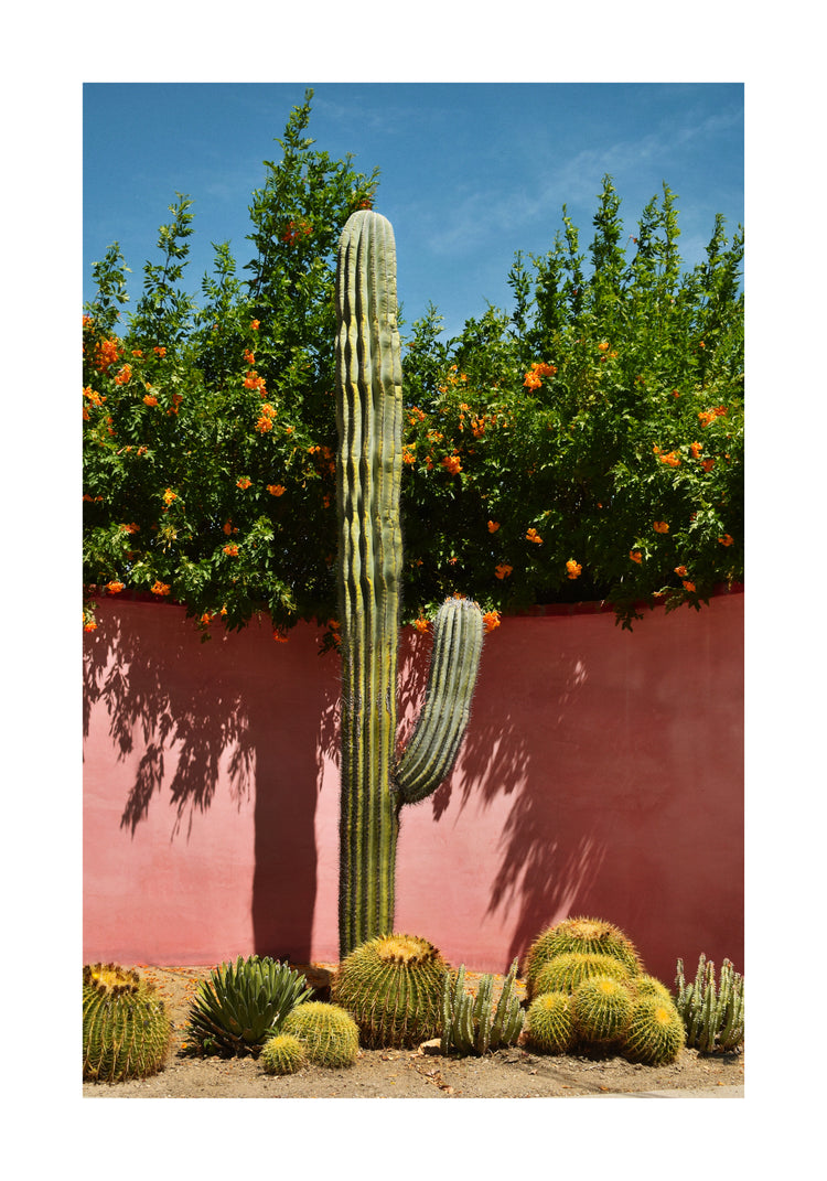 Palm Springs Cacti Garden Poster