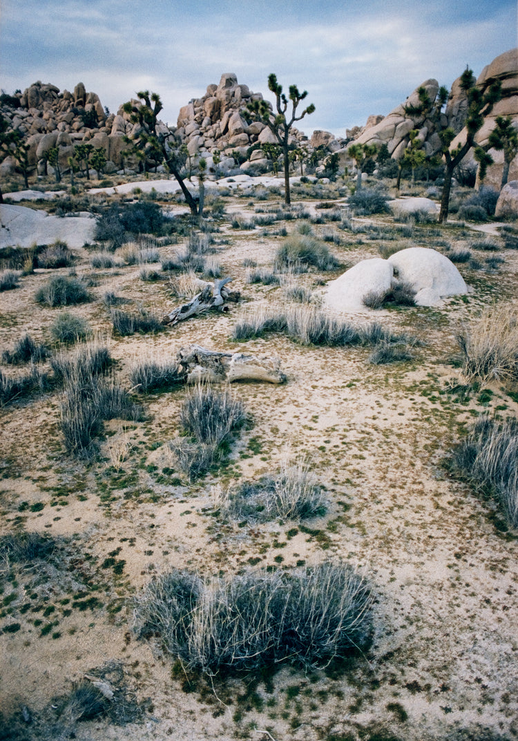 White desert landscape with trees and rocks framed in a black square