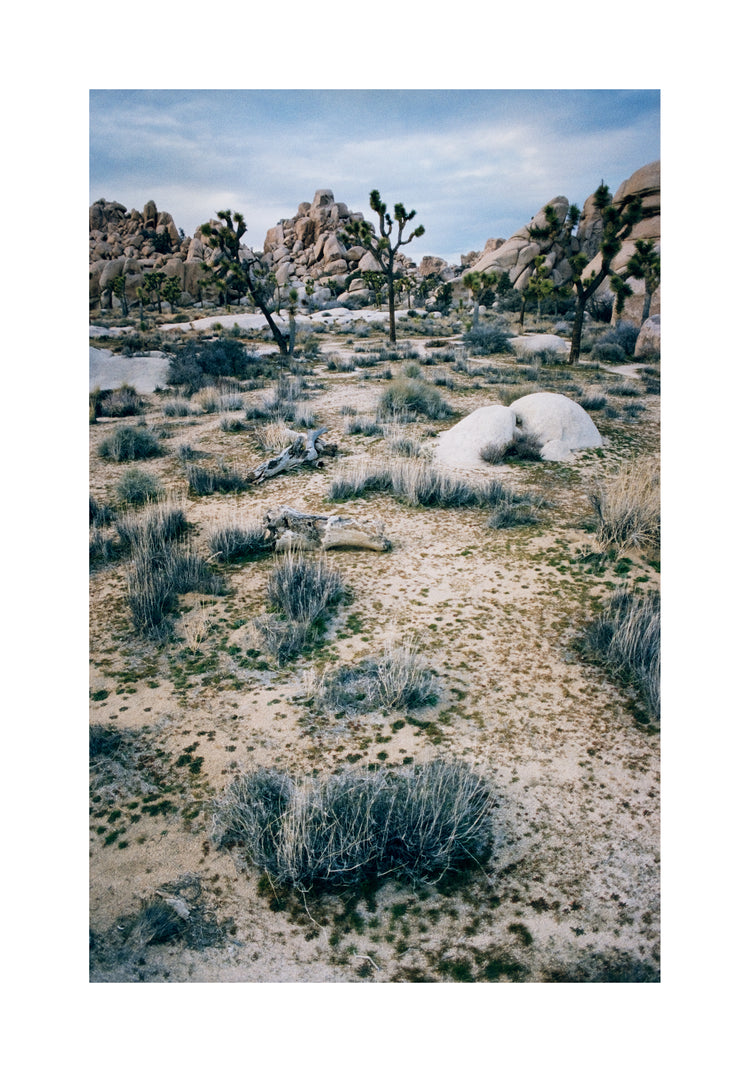 White desert landscape with trees and rocks framed in a black square