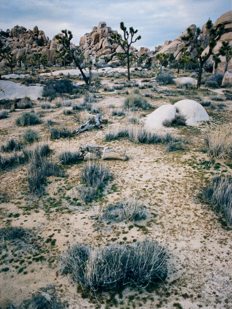 White desert landscape with trees and rocks framed in a black square