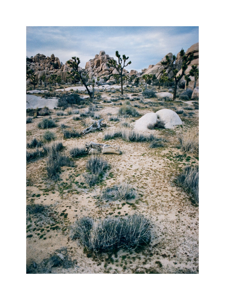 White desert landscape with trees and rocks framed in a black square