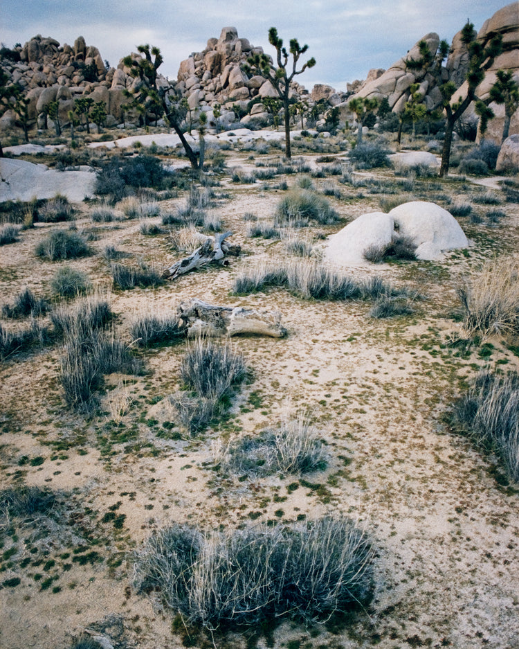 White desert landscape with trees and rocks framed in a black square