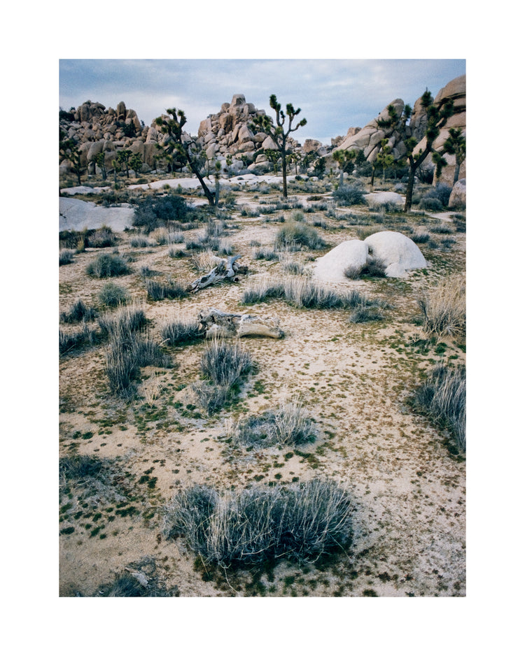 White desert landscape with trees and rocks framed in a black square