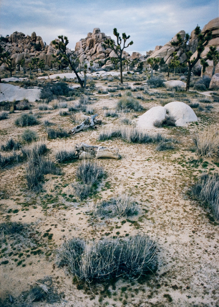 White desert landscape with trees and rocks framed in a black square