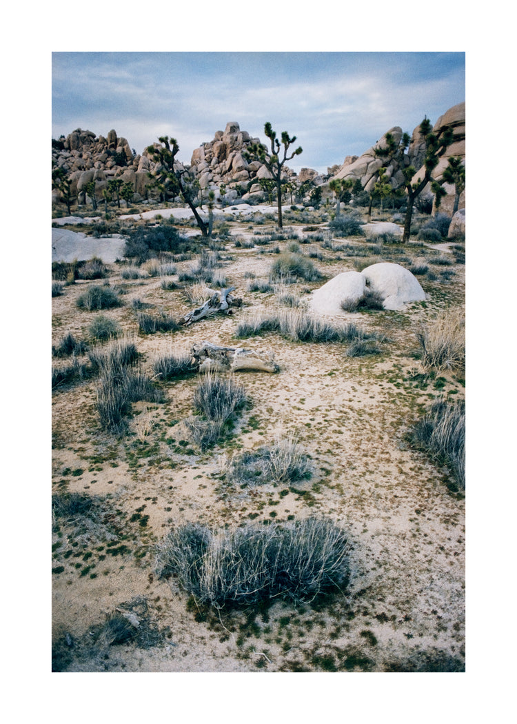 White desert landscape with trees and rocks framed in a black square