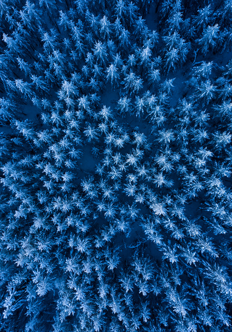 Pine trees captured from above looking like a billion stars.