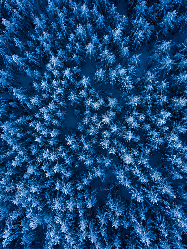Pine trees captured from above looking like a billion stars.