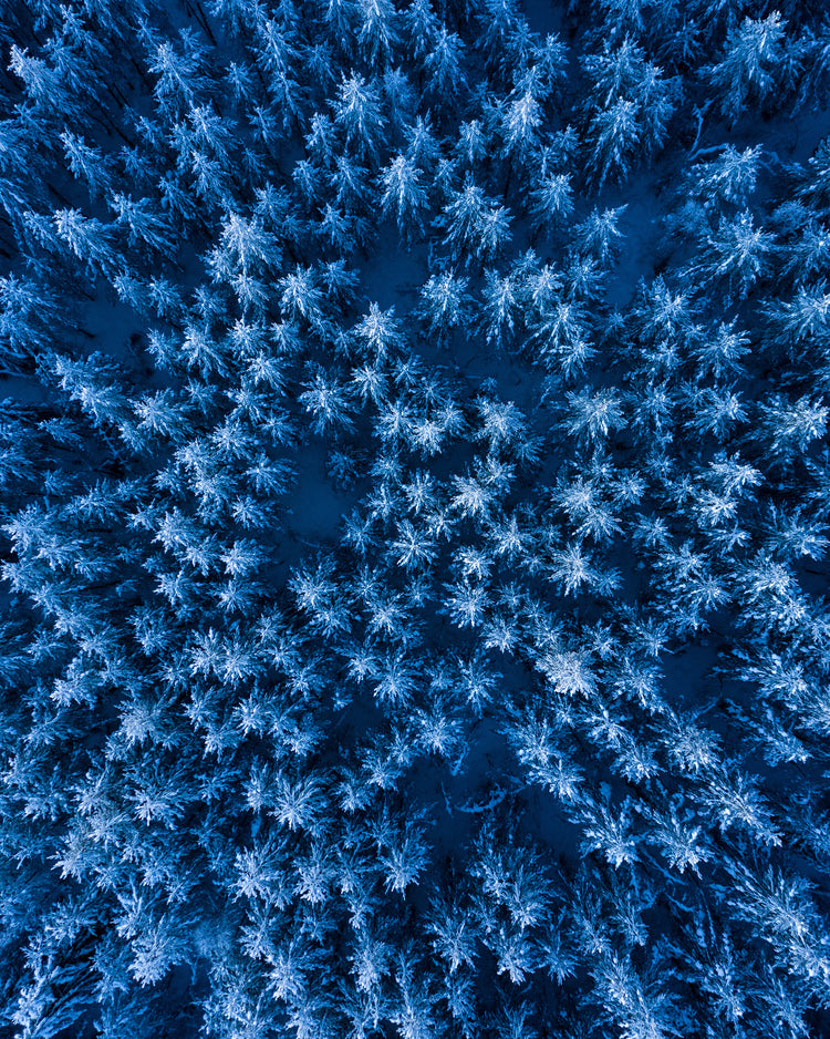 Pine trees captured from above looking like a billion stars.